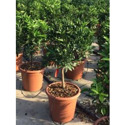 CITRUS RETICULATA (CLEMENTINO)  LV 12 60/80  Klementin