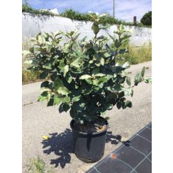 ELAEAGNUS EBBINGEI COMPACTA  CLT. 5  Tarkalevelű ezüstfa