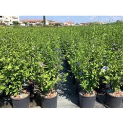HIBISCUS SYRIACUS BLUE CHIFFON (R)  CLT. 10  Hibiszkusz