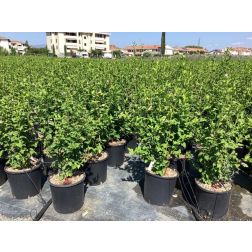 HIBISCUS SYRIACUS HAMABO  CLT. 10  Hibiszkusz