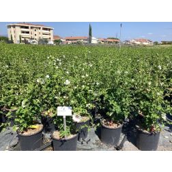 HIBISCUS SYRIACUS LUNAR (R) ECLIPSE  CLT. 10  Hibiszkusz
