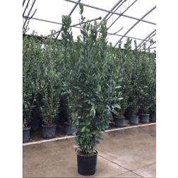 LAURUS NOBILIS CLT. 15 150/175 nemes babér