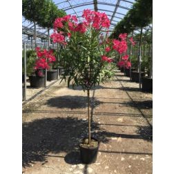 NERIUM OLEANDER LV 14 HALF STANDARD leander