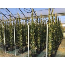 TRACHELOSPERMUM JASMINOIDES CLT. 15 250/300 csillagjázmin