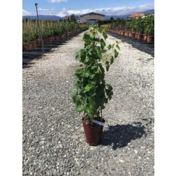 VITIS VINIFERA ARKADIA  LV 6 CONE  Csemegeszőlő