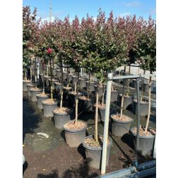LAGERSTROEMIA INDICA DOUBLE FEATURE (R) CLT. 15 HALF STANDARD selyemmirtusz
