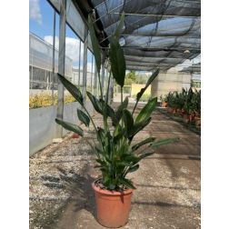 STRELITZIA REGINAE MANDELA'S GOLD  LV 12  papagájvirág