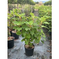 HYDRANGEA QUERCIFOLIA ALICE (R)  CLT. 3  Hortenzia