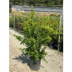 PUNICA GRANATUM WONDERFUL  CLT. 3  gránátalma termő