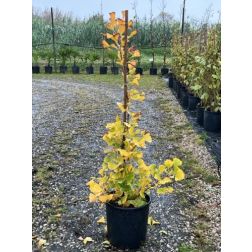 GINKGO BILOBA FASTIGIATA BLAGON (R)  CLT. 10 FEATHERED  Páfrányfenyő