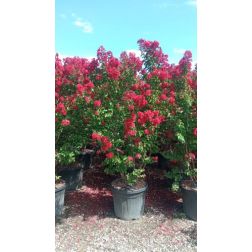 LAGERSTROEMIA INDICA DURANT RED CLT. 55 175/200 kínai selyemmirtusz