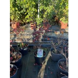 LAGERSTROEMIA INDICA RHAPSODY IN PINK (R)  CLT. 3  Kínai selyemmirtusz