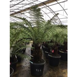 DICKSONIA ANTARTICA  CLT. 45 TR.20/30  óriás páfrányfa