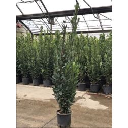LAURUS NOBILIS  CLT. 7  Babér