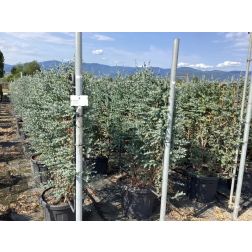 EUCALYPTUS GUNNII AZURA (R) CLT. 30 150/175 eukaliptusz