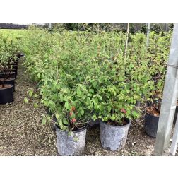 VIBURNUM SPRING LACE (R)  CLT. 10  Örökzöld bangita