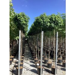 LIQUIDAMBAR STYRACIFLUA GUM BALL  CLT. 18 HALF STANDARD  Amerikai ámbrafa