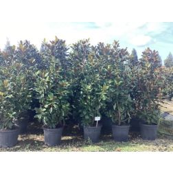 MAGNOLIA GRANDIFLORA GOLIATH (PRAECOX) CLT. 35 150/175 magnólia