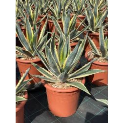 AGAVE AMERICANA VARIEGATA LV 12 agávé