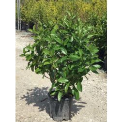 VIBURNUM LUCIDUM  CLT. 10  Téli bangita