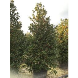 ILEX MUTCHAGARA NELLIE R. STEVENS  CLT. 150 250/300  Magyal