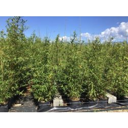 BAMBUSA (PHYLLOST.) AUREOSULC.AUREOCAULIS CLT. 5 bambusz