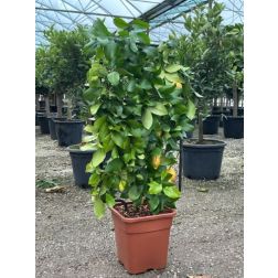 CITRUS LIMONUM (LIMONE)  LV 18 HALF STANDARD  citrom