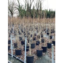 LIQUIDAMBAR STYRACIFLUA  CLT. 18 150/175  Amerikai ámbrafa