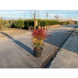 NANDINA DOMESTICA BLUSH PINK (R)  CLT. 10  Japán szentfa
