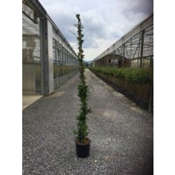 TRACHELOSPERMUM TRICOLOR  CLT. 5  Tarka levelű japán csillagjázmin