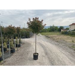 PHOTINIA SERRULATA RED ROBIN  CLT. 18 HALF STANDARD TR.120/140  Korallberkenye