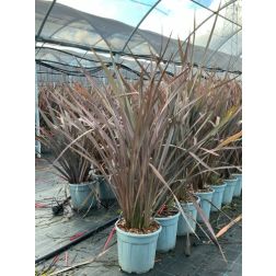 PHORMIUM TENAX ATROPURPUREUM  CLT. 10  Újzélandi liliom