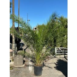 PHOENIX CANARIENSIS CLT. 30 150/175 datolyapálma