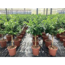 CITRUS LIMONUM (LIMONE)  LV 14 60CM CLEAR STEM  Citrom
