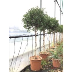 CALLISTEMON CAPTAIN COOK LV 14 HALF STANDARD kefevir&aacute;g