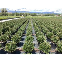 PHOTINIA FRASERI LITTLE RED ROBIN (NANA)  CLT. 15 HALF STANDARD  korallberkenye