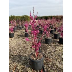CERCIS CHINENSIS AVONDALE  CLT. 15  júdásfa