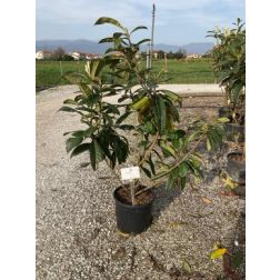 ERIOBOTRYA JAPONICA  CLT. 15 100/120  Japán naspolya