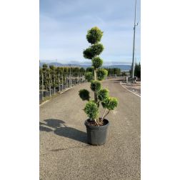 CUPRESSOCYPARIS LEYL. CASTLEWELLAND GOLD CLT. 35 POMPONS leyland-ciprus