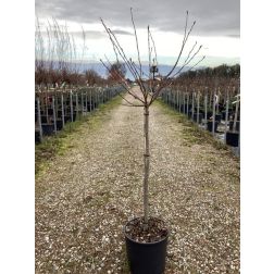 MAGNOLIA STELLATA ROYAL STAR CLT. 18 magnólia