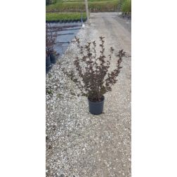 PHYSOCARPUS OPULIFOLIUS RED BARON CLT. 3 Bangitalevelű hólyagvessző