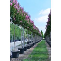 LAGERSTROEMIA INDICA SHELL PINK CLT. 3 kínai selyemmirtusz