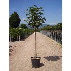 DIOSPYROS KAKI CIOCCOLATINO  CLT. 18 HALF STANDARD  datolyaszilva