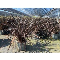 PHORMIUM COLENSOI PLATT'S BLACK CLT. 10 vászonfű