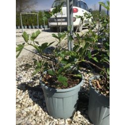 FICUS CARICA DOTTATO CLT. 5 MINI STANDARD füge