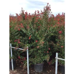 LAGERSTROEMIA DYNAMITE (R) CLT. 30 150/175 kínai selyemmirtusz