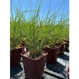 MISCANTHUS SINENSIS FLAMINGO  LV 11  japánfű