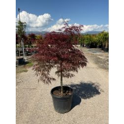 ACER PALMATUM FIREGLOW LCI 10 BONSAI japán juhar