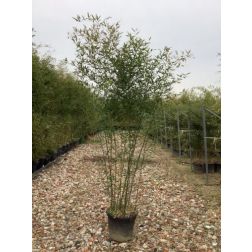 BAMBUSA BISSETII CLT. 35 250/300 bambusz