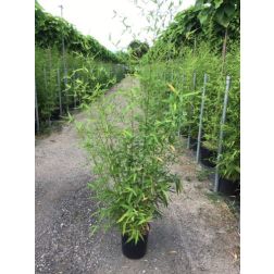 BAMBUSA (PHYLLOSTACHYS) AUREA KOI CLT. 10 bambusz